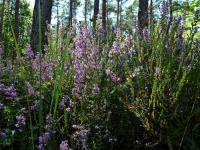 Podobno kwitnące wrzosy to już... jesień... jesień???!!!