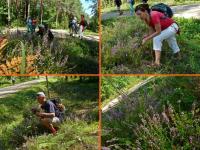 Polowanie na wrzosowe bukiety