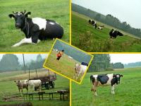 Kto mnie zna to wie jak bardzo lubię krówki... nie mylić z cukierkami;-))