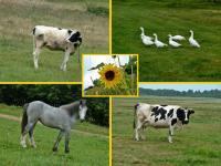 Swojskie klimaty c. d.