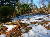 Resztki zimy w lesie