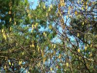 KWITNIE LESZCZYNA... to już wiosna...