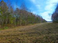 widoczek świętokrzyski