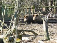 "dzik jest dziki, dzik jest zły... "- te dziki chyba sie nas troszkę wystraszyły... ;-)))