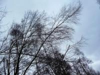 TYM RAZEM SZAROŚĆ NIEBA...