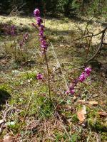 WAWRZYNEK WILCZEŁYKO