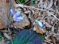 jeszcze raz przylaszczki