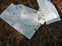 Grażynka "łapała" kwas mrówkowy- miala Maćkowi zrobić wieczorem inhalację... ;-)))