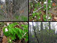 Wiosna coraz bardziej budzi przyrodę do życia