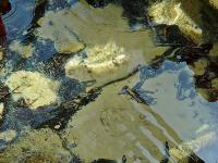 Woda w źródełku... czysta jak kryształ...