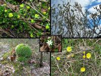 Wiosenne cudeńka przyrody