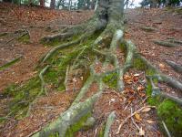 To się nazywa korzeń- cokolwiek by to nie oznaczało... ;-)))