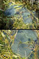 ŻABI SKRZEK-  Sławek go wypatrzył