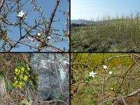 A dla równowagi patrzcie... wszystko kwitnie wkoło 