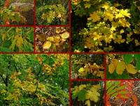 Złota polska jesień...