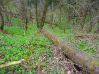 zielone serce lasu...