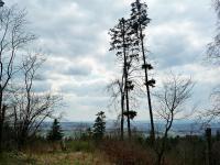 Widoczek świętokrzyski