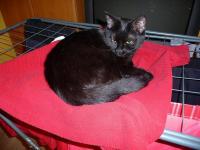 Jako trzecia trafiła do nas CZARNA- tutaj pilnuje mi prania;-)))