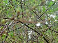 osamotniona kropelka deszczu...