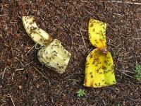 A już wiemy... kochane mróweczki...