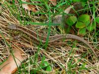 Jaszczurka ZWINKA- ślicznotka, prawda???