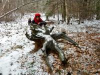 Ciekawy korzeń w lesie