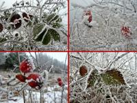 Dzika róża w roli głównej