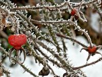 Dzika róża w roli głównej