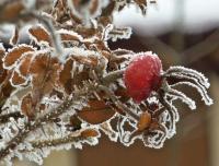 Dzika róża w roli głównej