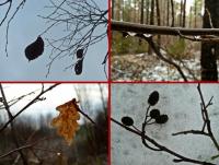 Czy to zima, czy jesień a może wiosna... ???