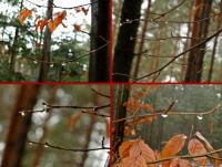 Kropelkowy świat- diamenty na gałązkach