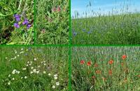 Bogactwo roślin łąkowych