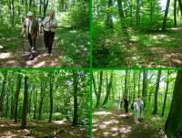 Rezerwat Bukowa Góra