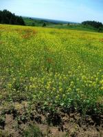 Rezerwat przyrody Murawy Dobromierskie