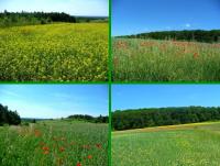 Rezerwat przyrody Murawy Dobromierskie- zachwycające i malownicze widoczki