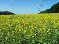 Rezerwat przyrody Murawy Dobromierskie