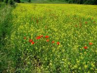 Rezerwat przyrody Murawy Dobromierskie