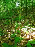 Buławnik wielkokwiatowy 