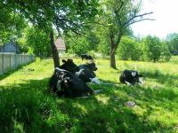 Swojskie klimaty w Żeleźnicy