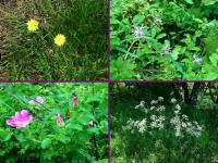 No to ładne kwiatki...