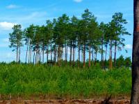 WIDZICIE AMBONĘ??? spokojnie- kazania nie będzie;-)))