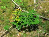 Młoda dębina muśnięta... jesienią???