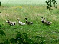 A czemu te kaczki idą "gęsiego"???;-))
