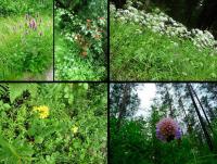 .. im za bardzo deszcz nie przeszkadza...