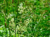 Kropelki... ulotne skarby...