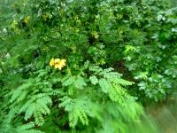 Czyżby jesień zaglądała przez leśne okienko??? Czas wracać do domu na herbatkę z sokiem malinowym 