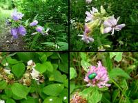 odrobinka fauny i flory