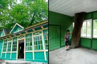 Drzewo wrośnięte w budynek- widział kto takie cuda?