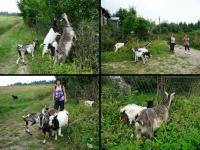 Te kozy wyprowadziły mnie i EWĘ na manowce...