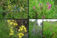 Coś mi sie udało zapamietać... po kolei: tarnina, pszeniec różowy, starzec jakubek, żmijowiec a fioletek nie wiem co... ;-)))